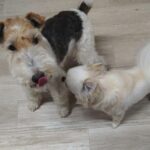 24時間ドッグトレーナー常駐のペットホテルセカンドファミリー 夜のお時間　4/24