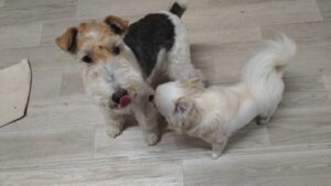 24時間ドッグトレーナー常駐のペットホテルセカンドファミリー 夜のお時間　4/24