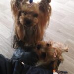 フリースペースのペットホテルセカンドファミリー　午前のお時間　4/25