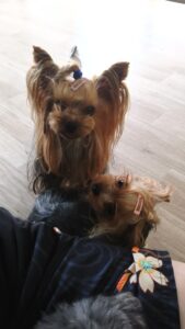 フリースペースのペットホテルセカンドファミリー　午前のお時間　4/25