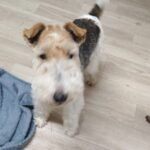 富里市のペットホテルセカンドファミリー 夜のお時間　4/25