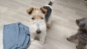 富里市のペットホテルセカンドファミリー 夜のお時間　4/25