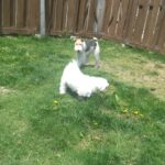 成田空港近郊のペットホテルセカンドファミリー　午前のお時間 4/26