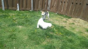 成田空港近郊のペットホテルセカンドファミリー　午前のお時間 4/26