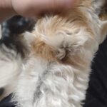 印西市近郊のペットホテルセカンドファミリー 夜のお時間　4/26