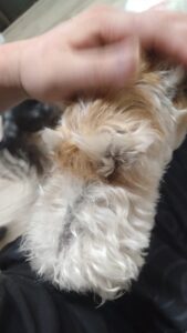 印西市近郊のペットホテルセカンドファミリー 夜のお時間　4/26