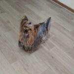 24時間ドッグトレーナー常駐のペットホテルセカンドファミリー 4/27