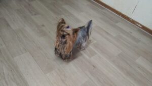 24時間ドッグトレーナー常駐のペットホテルセカンドファミリー 4/27