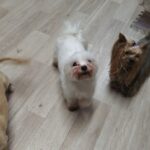 フリースペースのペットホテルセカンドファミリー　夜のお時間　4/27