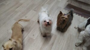 フリースペースのペットホテルセカンドファミリー　夜のお時間　4/27