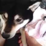 富里市のペットホテルセカンドファミリー　朝のお時間　4/28