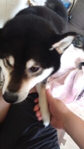 富里市のペットホテルセカンドファミリー　朝のお時間　4/28