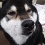 成田空港近郊のペットホテルセカンドファミリー　夜のお時間　4/28