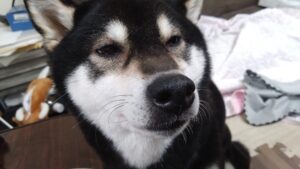 成田空港近郊のペットホテルセカンドファミリー　夜のお時間　4/28