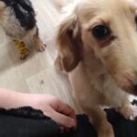 印西市近郊のペットホテルセカンドファミリー　朝のお時間4/29