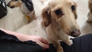 印西市近郊のペットホテルセカンドファミリー　朝のお時間4/29