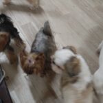 夜のお時間　2026/4/29