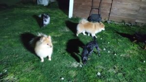 夜のお時間　2026/4/17