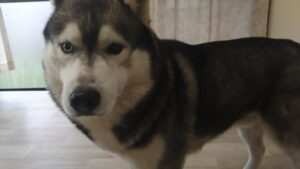 朝のお時間　2026/4/1