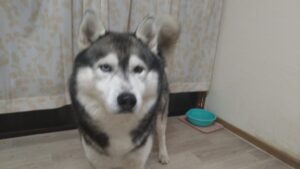 夜のお時間　2026/4/1