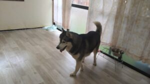 朝のお時間　2026/4/2