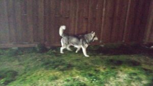 夜のお時間　2026/4/4