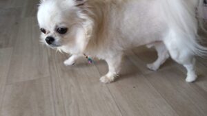 朝のお時間　2026/4/6