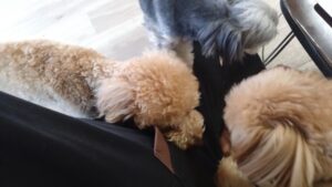 朝のお時間　2026/4/8