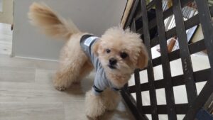 午前のお時間　2026/4/9