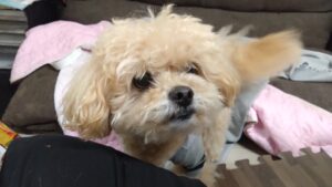 夜のお時間　2026/4/11