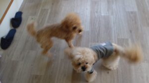 午前のお時間　2026/4/12